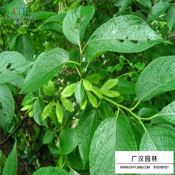 杜仲的綠化作用(圖4)