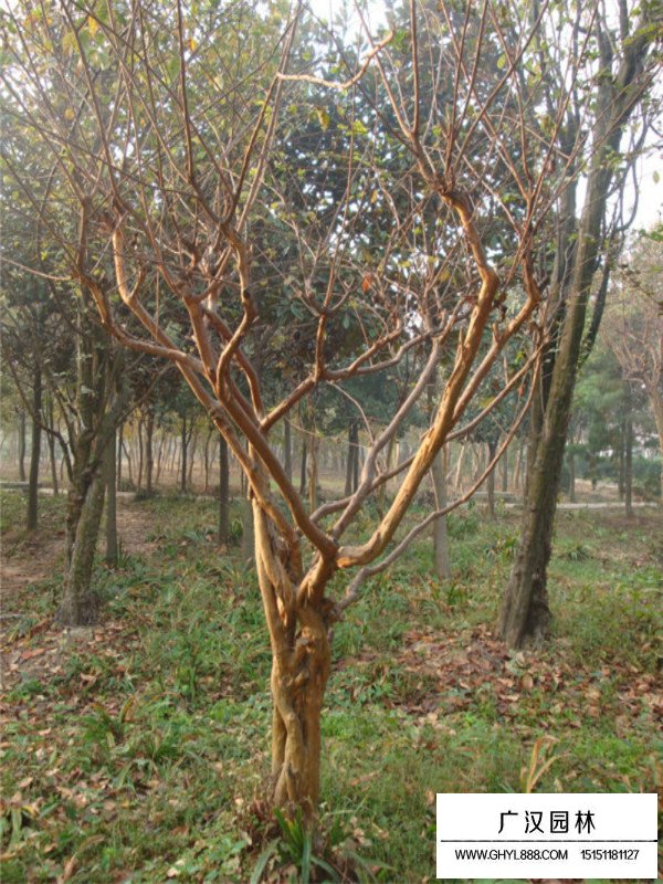 紫薇種植方法(圖4)