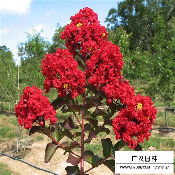 三紅紫薇的養(yǎng)護管理(圖1)