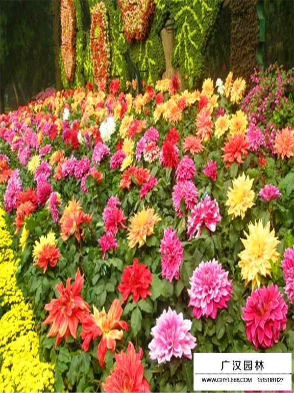 矮大麗花的形態(tài)(圖1)