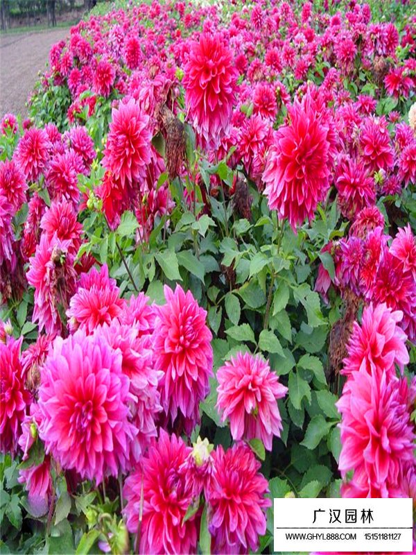 矮大麗花的形態(tài)(圖3)