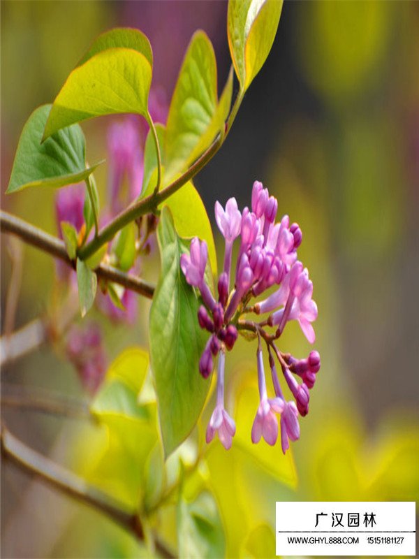暴馬丁香田間種植技術(shù)(圖3)