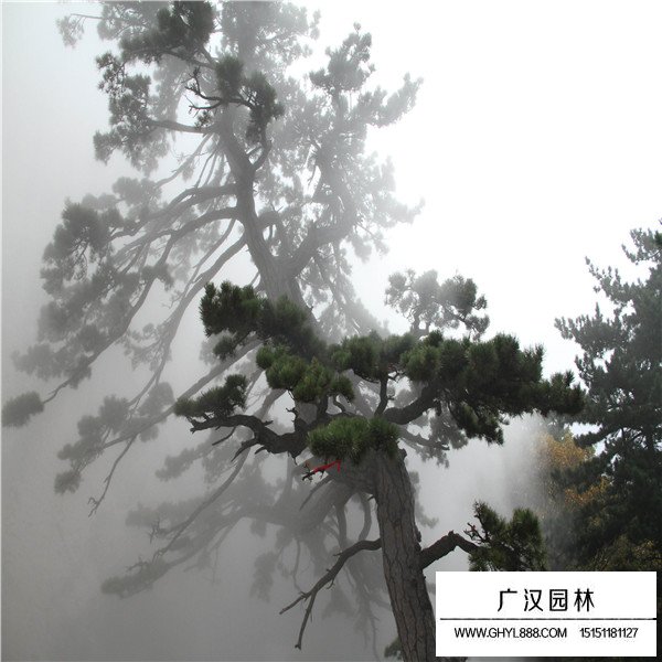 華山松的養(yǎng)殖方法(圖1)