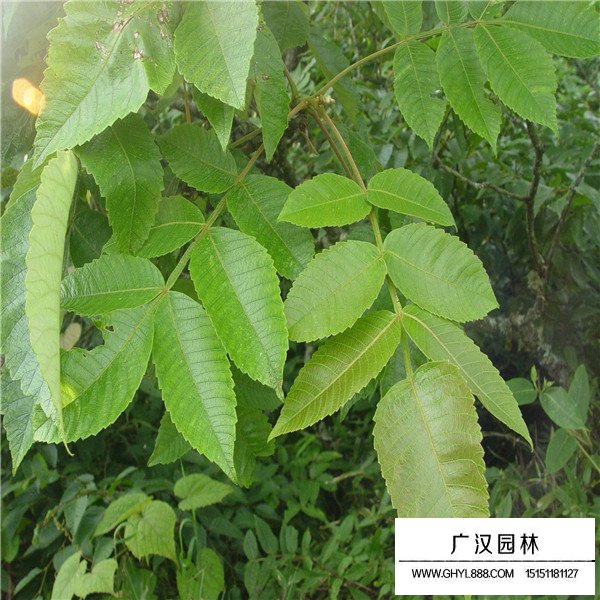 鹽膚木相關(guān)介紹(圖1)