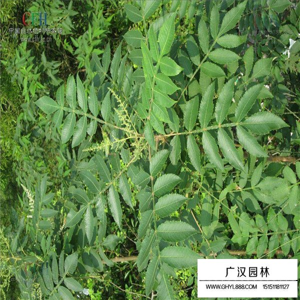 鹽膚木的形態(tài)特征(圖1)