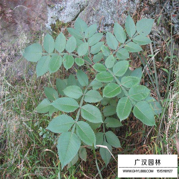 鹽膚木的形態(tài)特征(圖4)