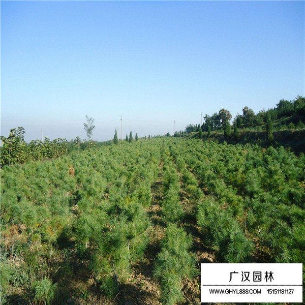 華山松的造林和種植方法(圖4)