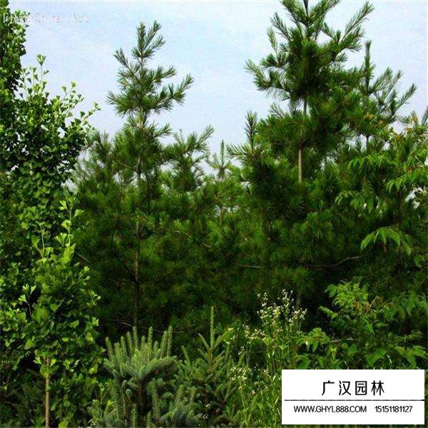 華山松的繁殖方法(圖4)