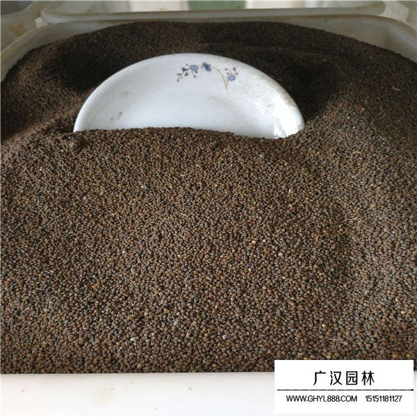 醉蝶花種子怎么種植(圖3)