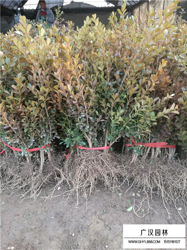 瓜子黃楊價值(圖1)