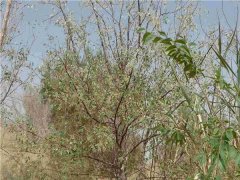 沙棗樹