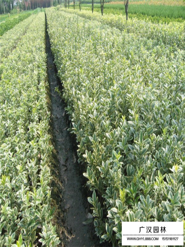 金邊黃楊種植方法(圖2)