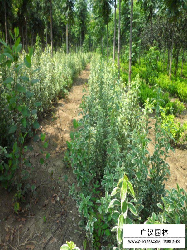 金邊黃楊種植(圖4)