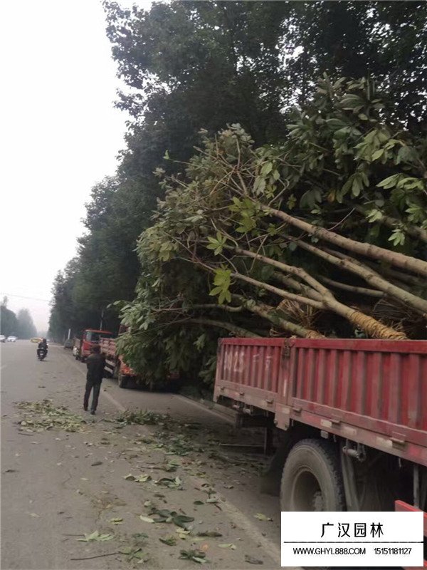 七葉樹(shù)的種殖方法(圖3)