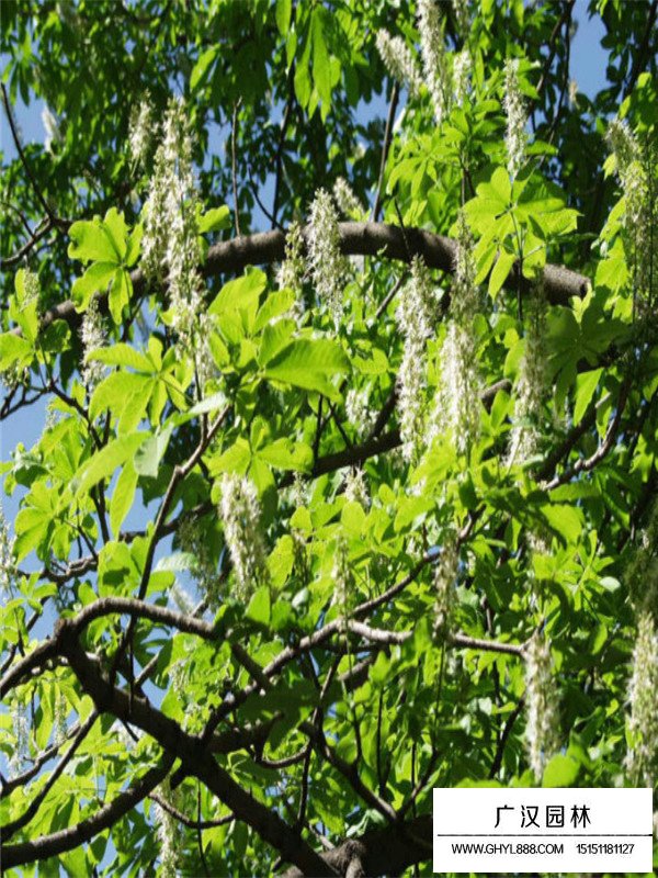 七葉樹(shù)的種殖方法(圖4)