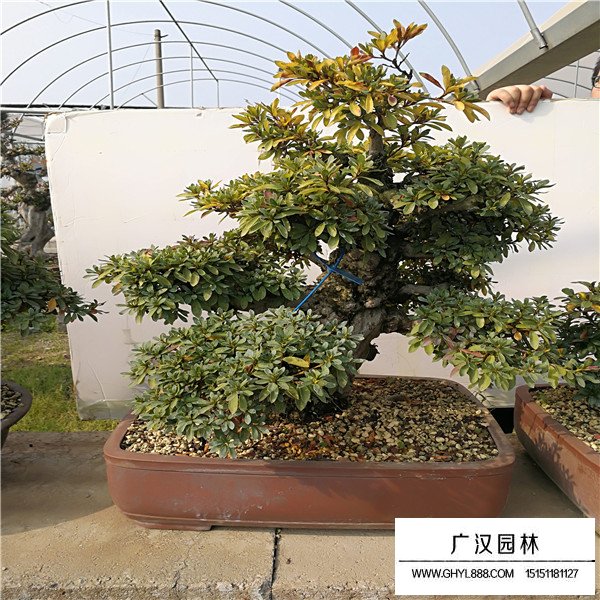 好月杜鵑盆景(圖3)