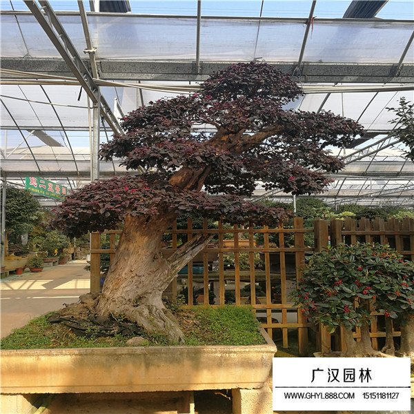 紅花繼木樁盆景