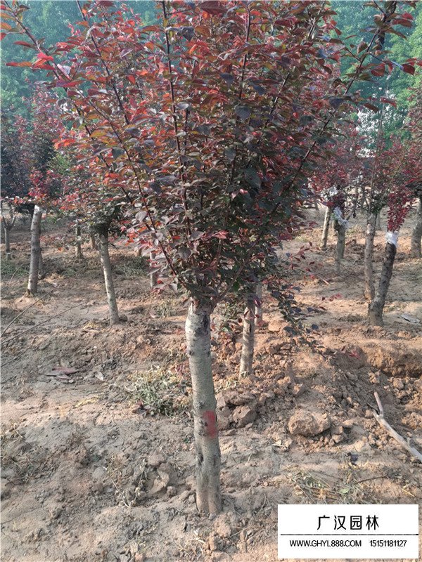 美人梅相關(guān)信息(圖2)