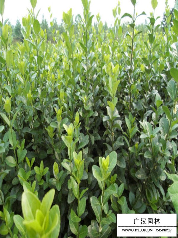 扶芳藤管理(圖3)