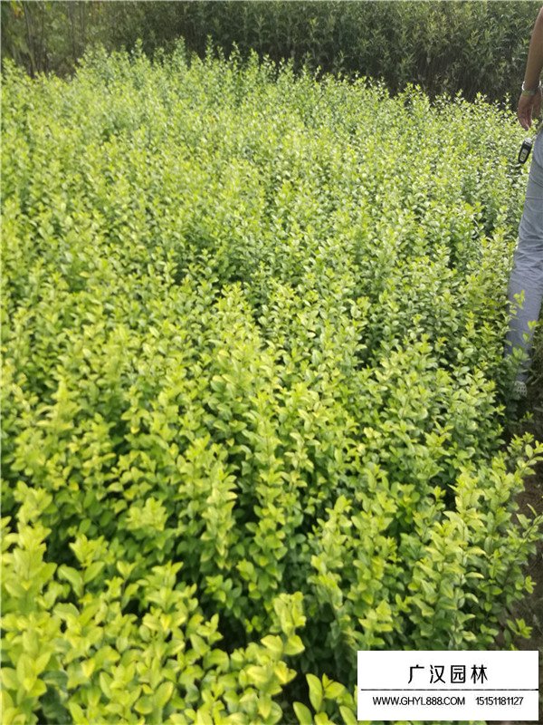 金葉女貞的傳說(shuō)(圖1)