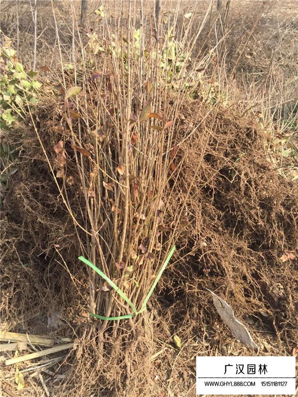 金葉女貞的傳說(shuō)(圖2)