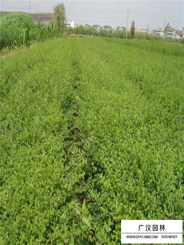 金葉女貞和小葉女貞區(qū)分(圖3)