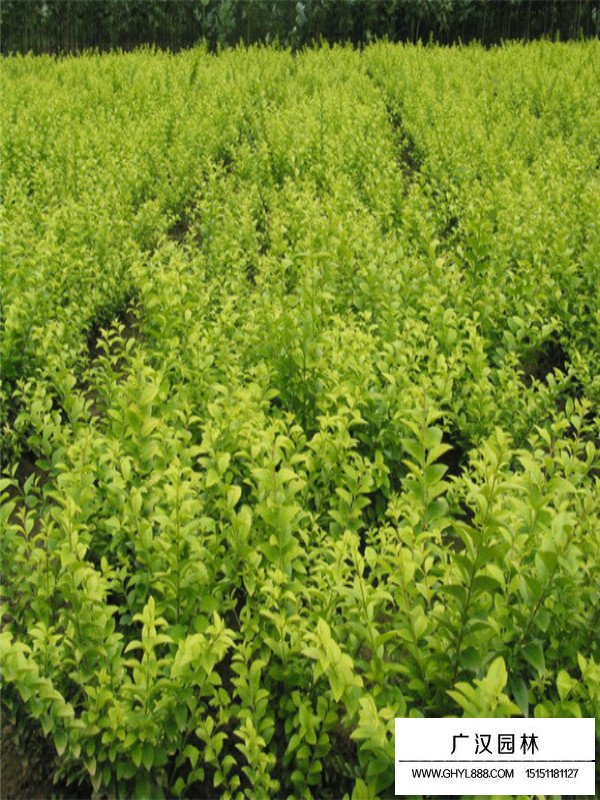 金葉女貞褐斑病防治(圖1)