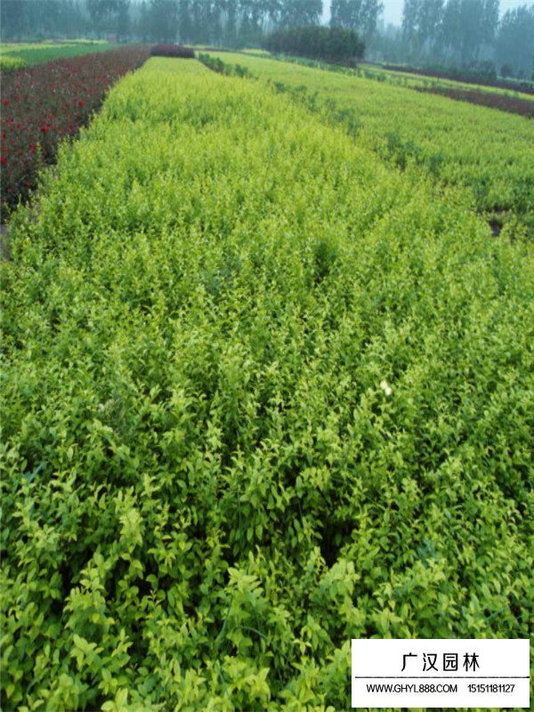 金葉女貞褐斑病防治(圖2)