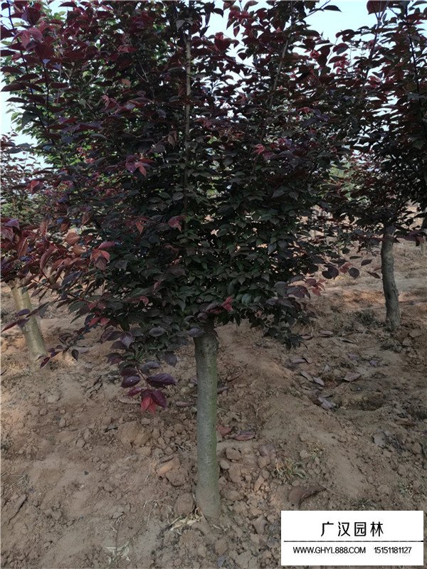 美人梅基地在哪里(圖2)