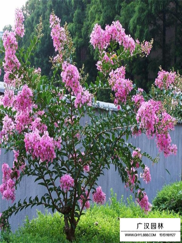 紫薇樹哪里多(圖4)