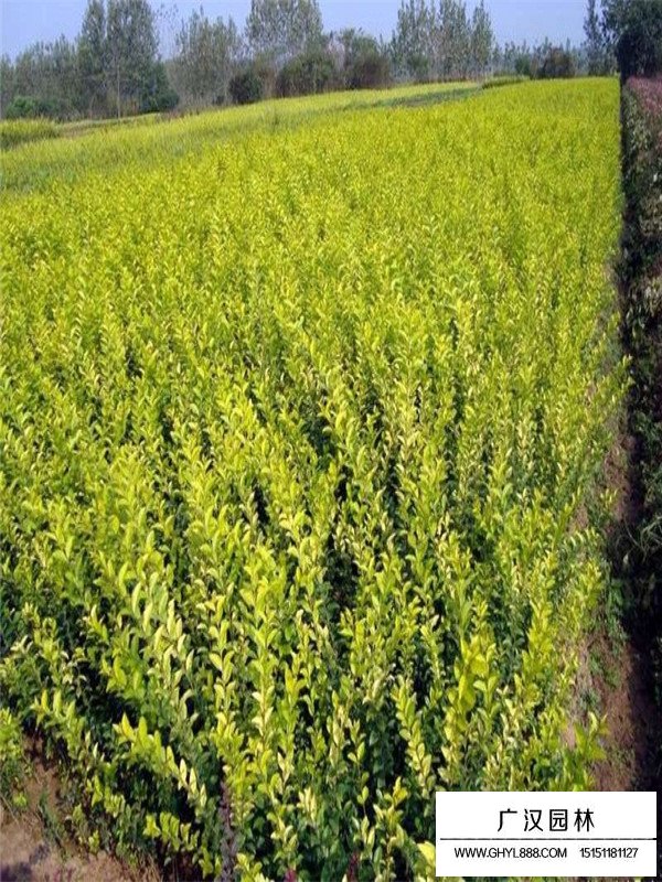 金森女貞與金葉女貞的區(qū)別(圖2)