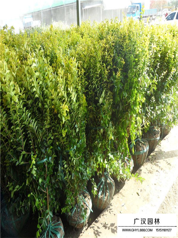 金葉女貞基地在哪里(圖2)