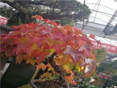 美國爬山虎盆景