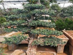 米葉羅漢松盆景