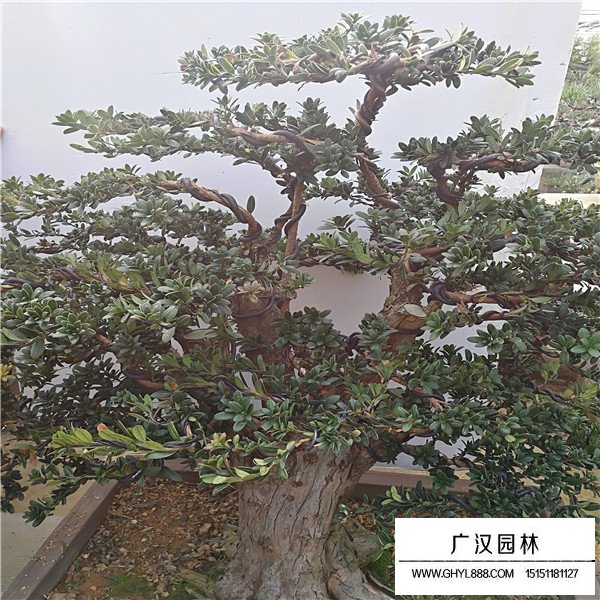 米葉羅漢松盆景(圖3)