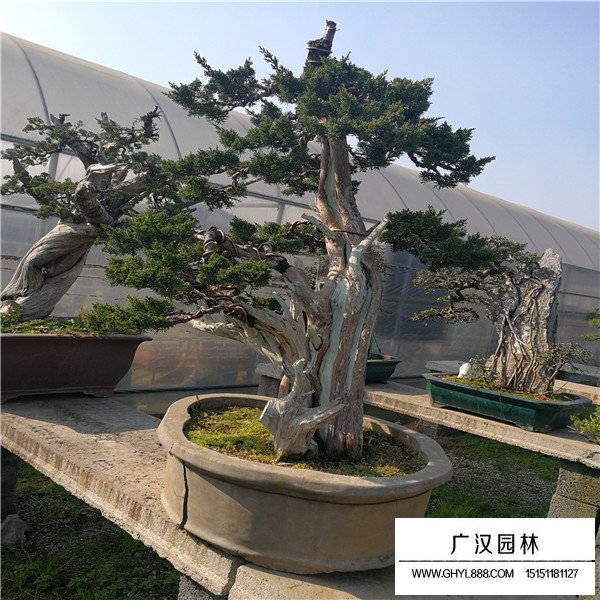 濟(jì)州真柏盆景