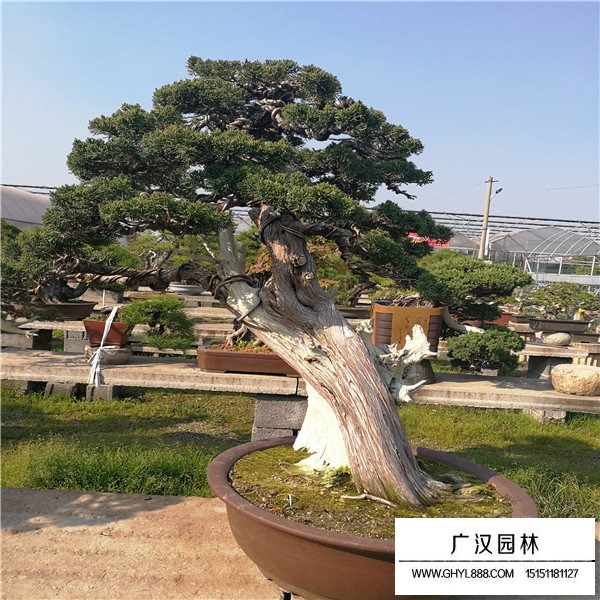 濟(jì)州真柏盆景