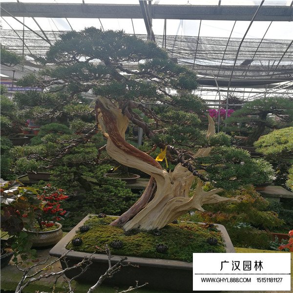 濟(jì)州真柏盆景