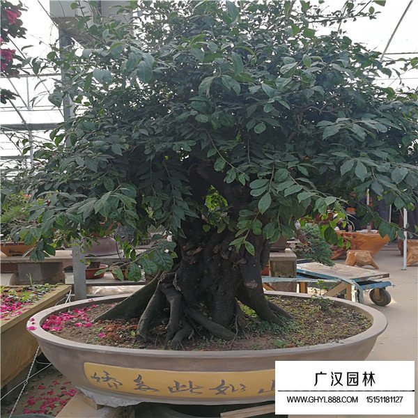 金彈子老樁盆景(圖1)