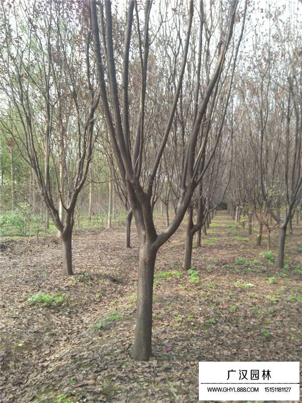 美人梅和紅葉李區(qū)別(圖2)