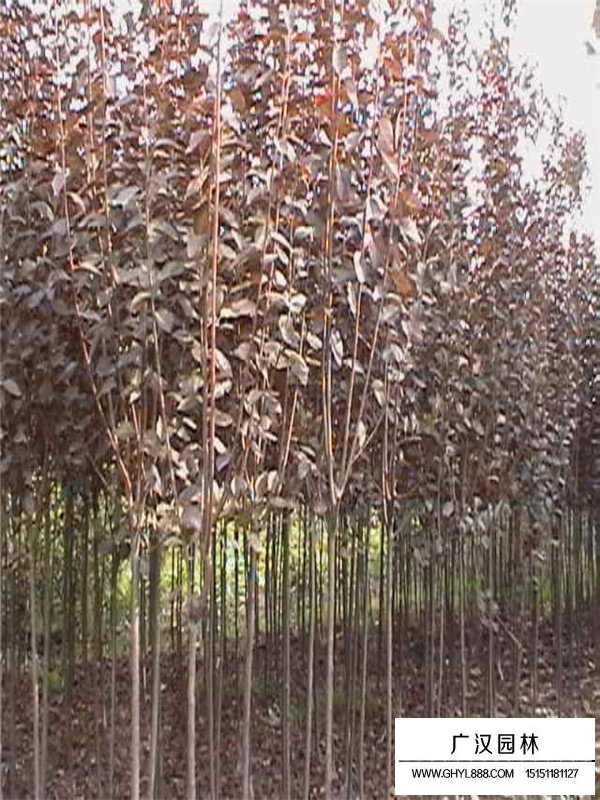 紅葉李和美人梅區(qū)別(圖2)