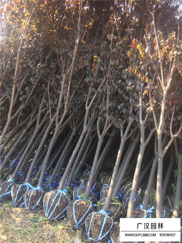 紅葉李和美人梅區(qū)別(圖3)