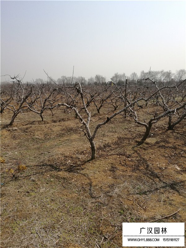 美人梅與桃花有什么不同(圖3)