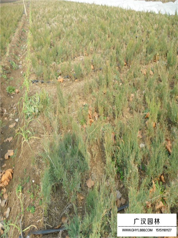 沙地柏的田間管理(圖4)