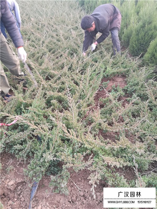 沙地柏和鋪地柏有什么區(qū)別(圖2)