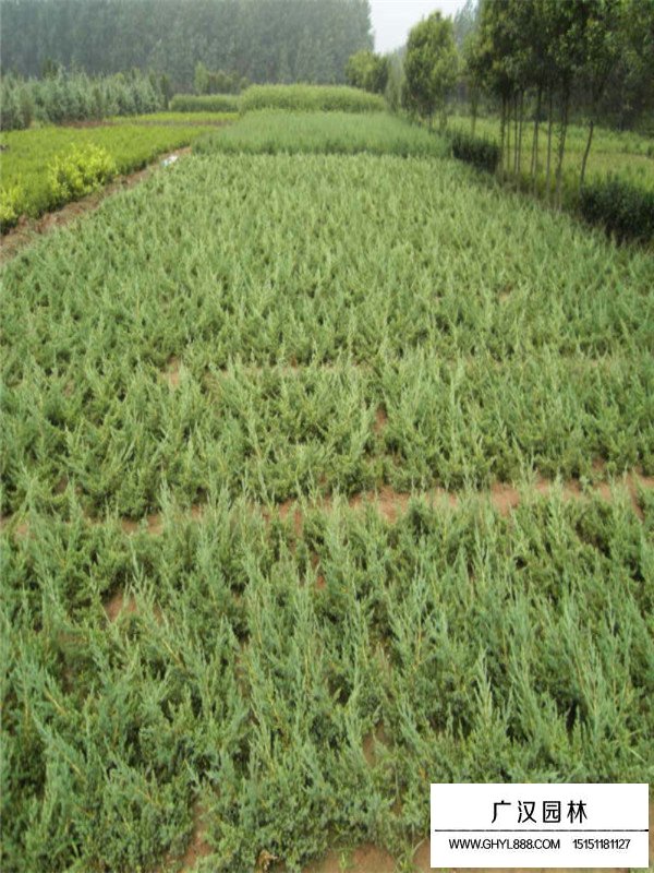 鋪地柏和沙地柏的區(qū)別在哪里(圖1)