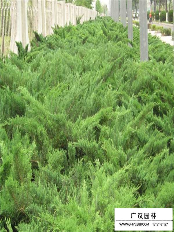 鋪地柏和沙地柏的區(qū)別在哪里(圖4)