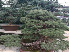 日本宮島大阪松盆景