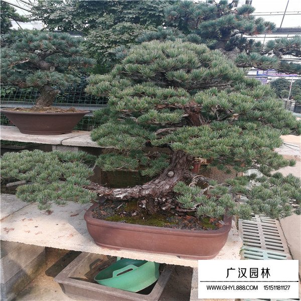 日本宮島大阪松盆景