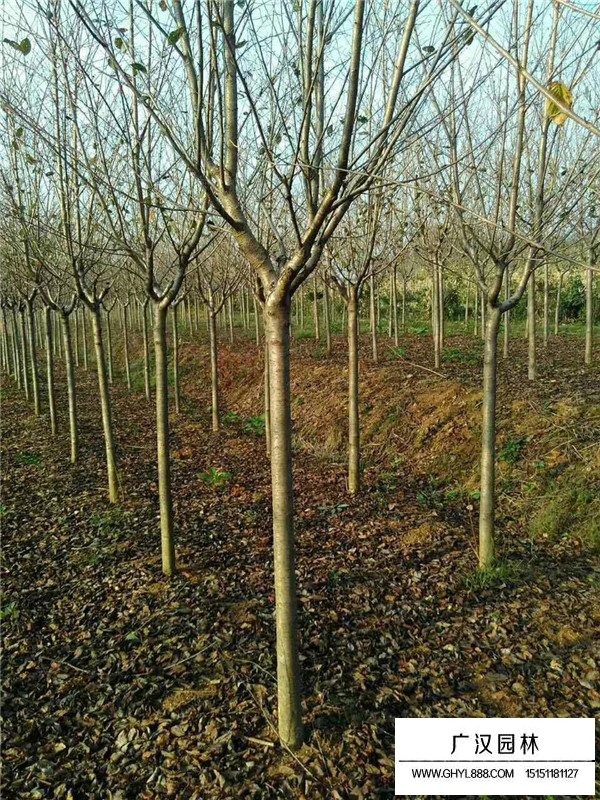 櫻花的市場行情(圖5)